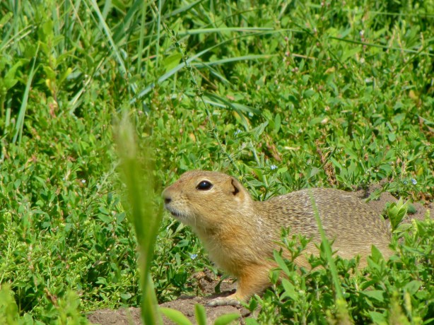 GlenbowGroundSquirrel