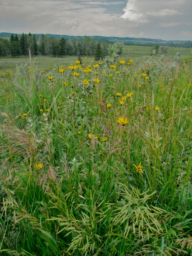 GlenbowWildflowers