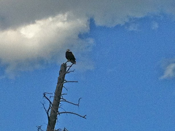 BaldEagle2