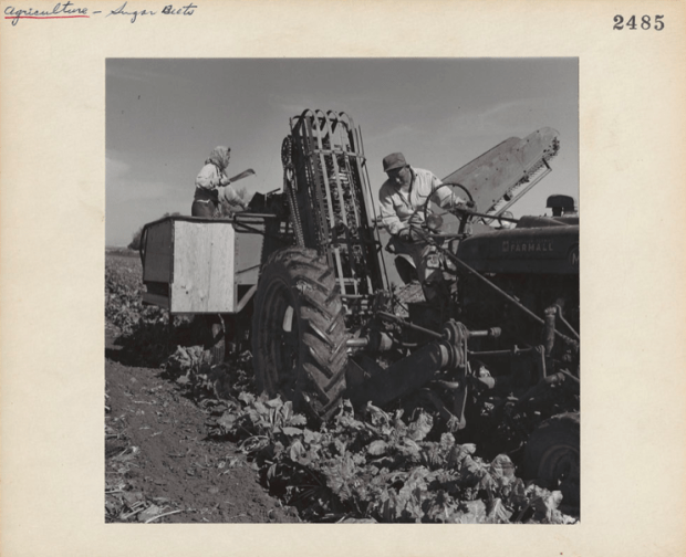 JapaneseMan+WomanSugarBeets