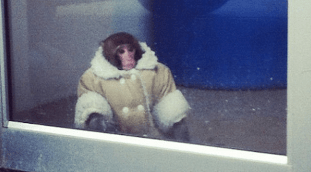 Shearling Coat - Wearing Monkey