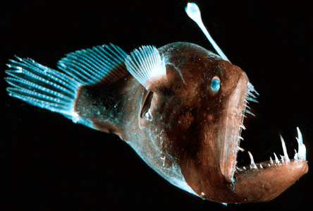 Angler Fish