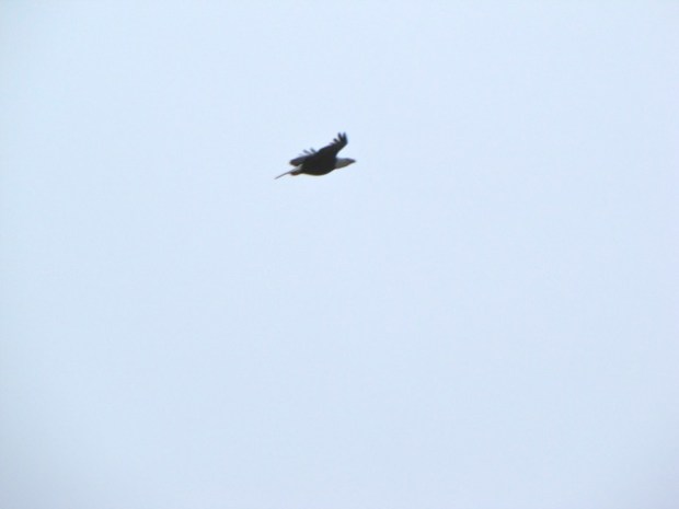 Squamish Eagles'13 - 15