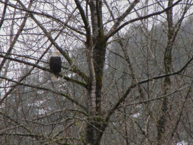 Squamish Eagles'13 - 29
