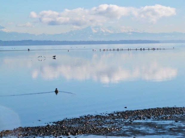 Boundary Bay - 06