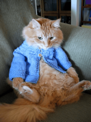 Cat in Sweater