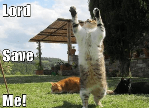 Lord Save Me Cat