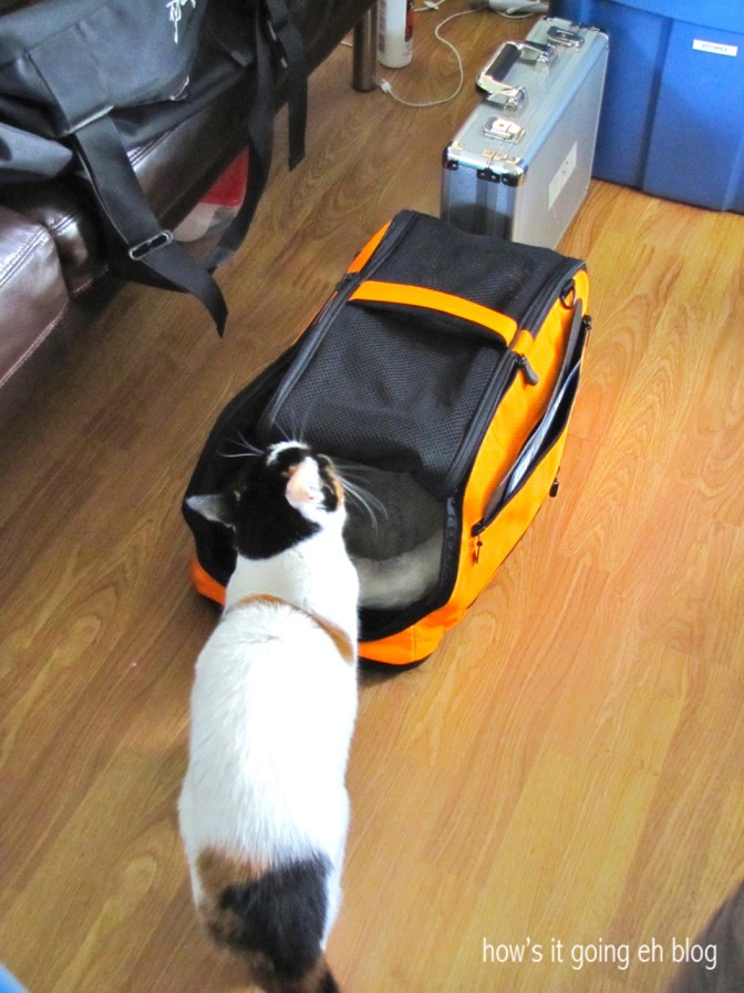 Driving with Cat - 1