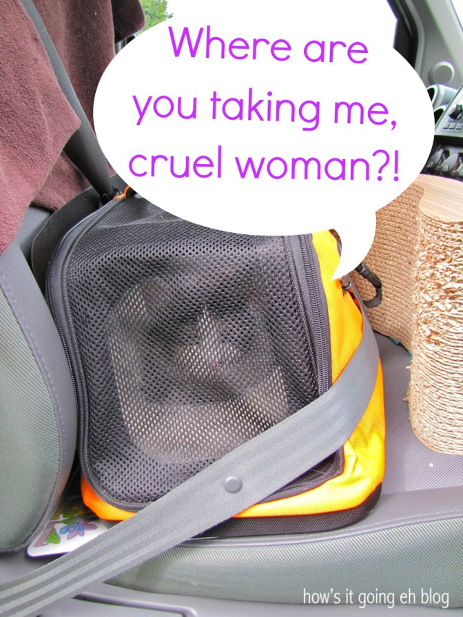 Driving with Cat - 2