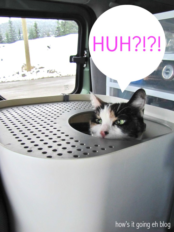 Driving with Cat - 4