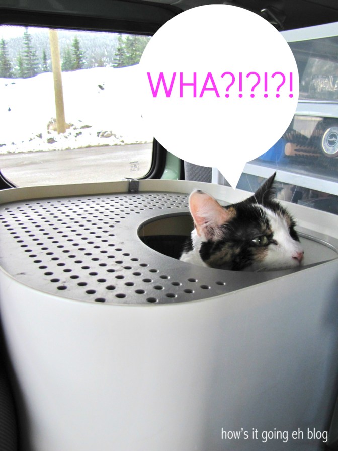 Driving with Cat - 5