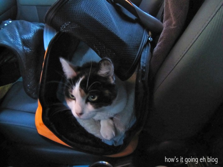 Driving with Cat - 6