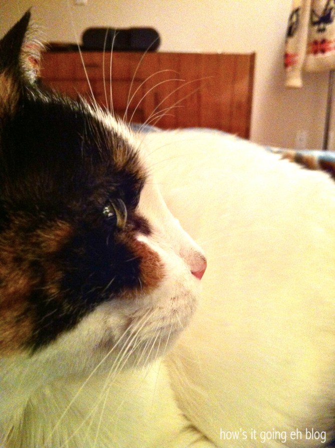 Kitty Mama Drama - 1