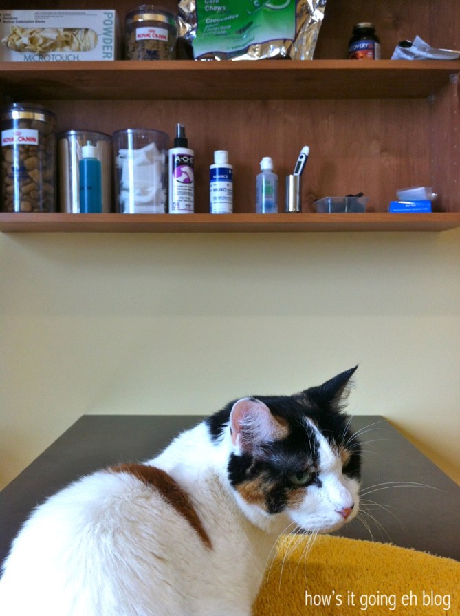 Kitty Mama Drama - 4