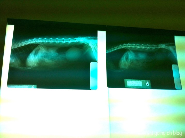 Kitty Mama Drama - 5