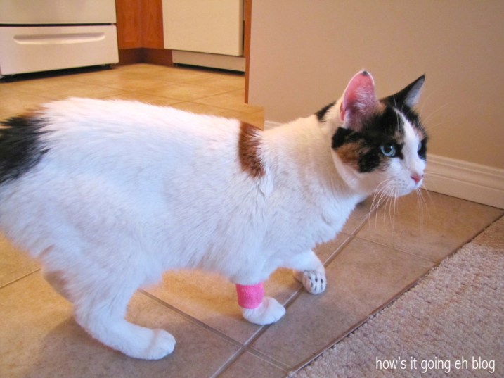 Kitty Mama Drama - 6