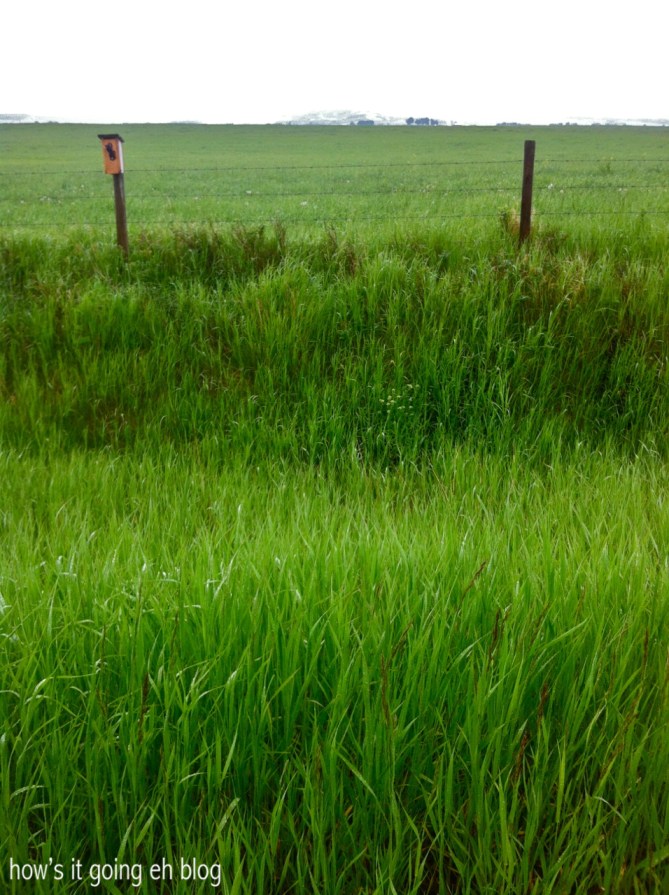 Megu Luvs Vintage - 6