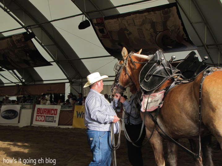 Calgary Stampede 2013 Day2 - 36