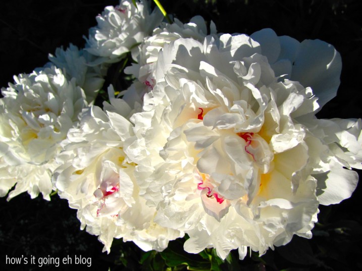 Debbie in the Country - 07