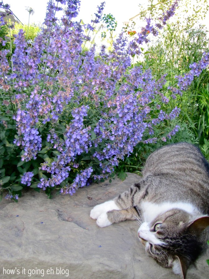 Debbie in the Country - 12