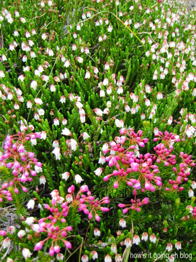 Edith Cavell Meadow - 06