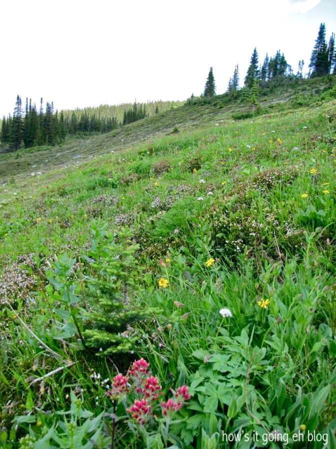 Edith Cavell Meadow - 19