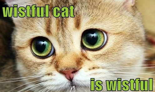 Wistful Cat