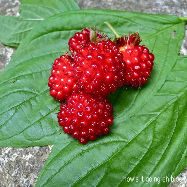 SalmonBerries