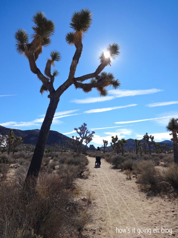 JoshuaTree'15 - 16