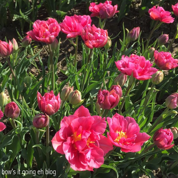 2016-04-08 11.08.32 copy